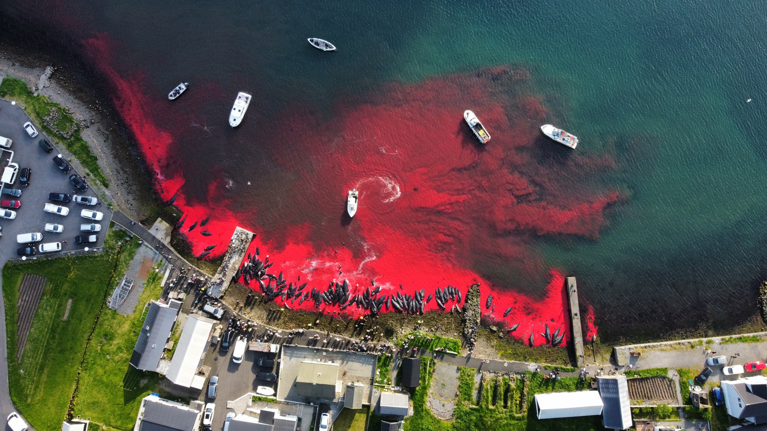 Jobber for å stanse grindadrap på Færøyene